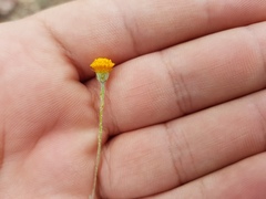 Thymophylla setifolia