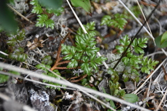 Coptis aspleniifolia