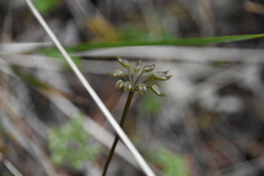 Coptis aspleniifolia