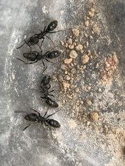 Ectomomyrmex javanus
