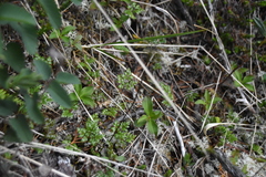 Coptis aspleniifolia