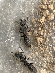 Ectomomyrmex javanus