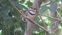 Hypnelus ruficollis