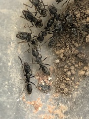 Ectomomyrmex javanus