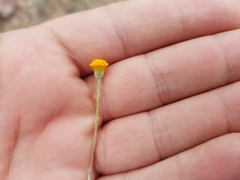 Thymophylla setifolia