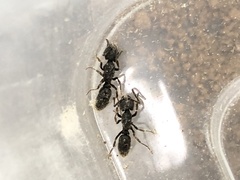 Ectomomyrmex javanus