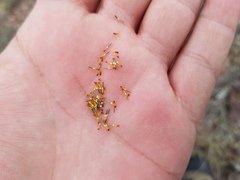 Thymophylla setifolia