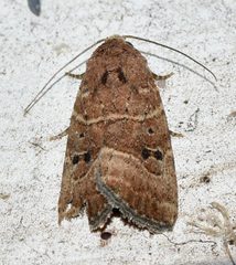 Elaphria fuscimacula