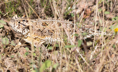 Phrynosoma cornutum