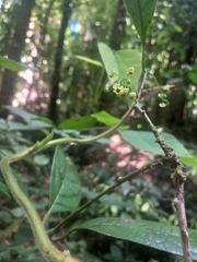 Primulaceae