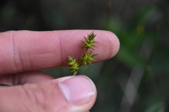 Carex echinata