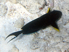 Acanthurus nigricauda