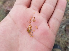 Thymophylla setifolia