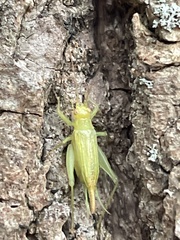 Cyrtoxipha columbiana