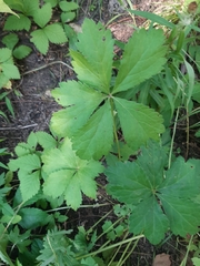 Sanicula marilandica
