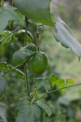 Passiflora herbertiana
