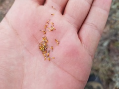 Thymophylla setifolia