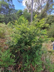 Backhousia myrtifolia