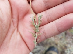 Thymophylla setifolia