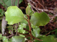 Olearia paniculata