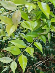 Backhousia myrtifolia