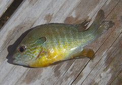 Lepomis aquilensis