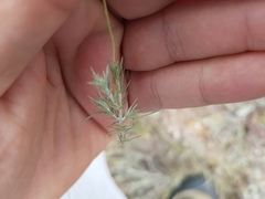 Thymophylla setifolia