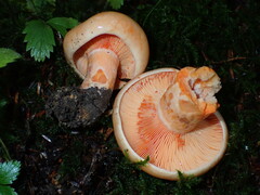 Lactarius salmonicolor