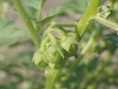 Solanum