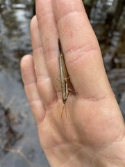 Leptysma marginicollis