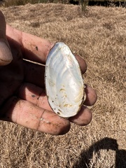 Sagittunio subrostratus