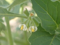 Solanum