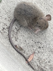 Rattus rattus