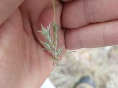 Thymophylla setifolia