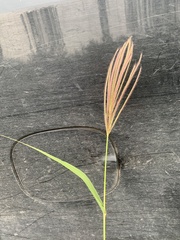 Trichloris pluriflora