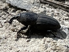 Sphenophorus coesifrons