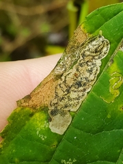 Aspilanta hydrangaeella