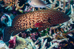 Cephalopholis cyanostigma