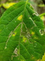 Aspilanta hydrangaeella