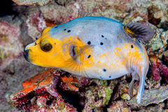 Arothron nigropunctatus