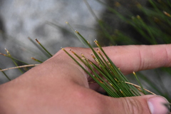 Trichophorum cespitosum