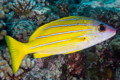 Lutjanus kasmira