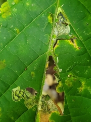 Aspilanta hydrangaeella