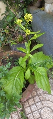 Rorippa indica
