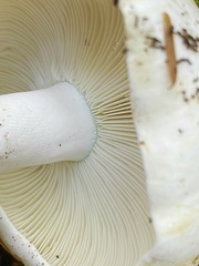 Russula brevipes acrior
