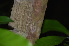 Pandercetes gracilis