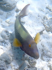 Cetoscarus ocellatus
