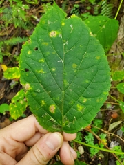 Aspilanta hydrangaeella