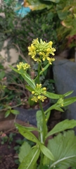 Rorippa indica