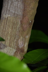 Pandercetes gracilis
